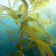 A stalk of giant kelp in blue ocean water.
